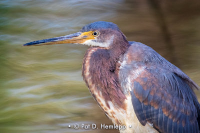 Tricolored profile