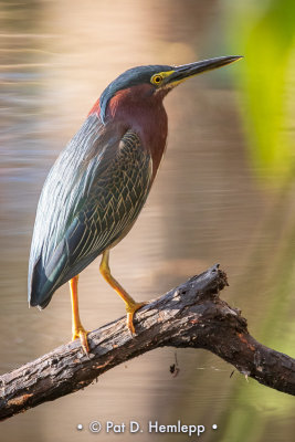 Green Heron