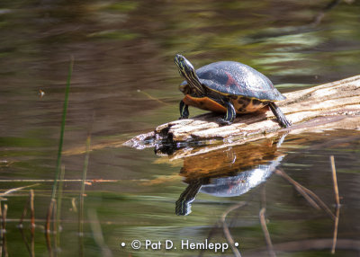 Turtle on log