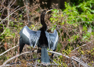 Anhinga pose