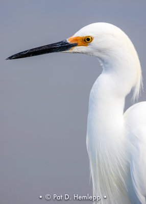 Egret up close