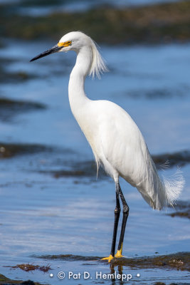 Egret and water