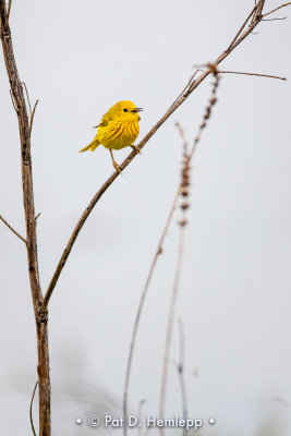 Isolated warbler