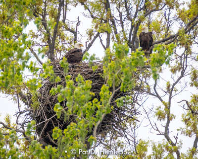 Nesting eagles