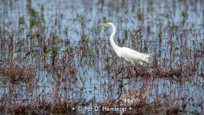 Egret in wetlands