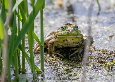 Frog in wetlands