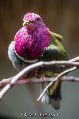 Fruit-dove