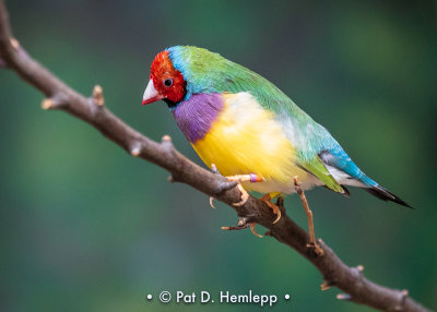 Gouldian Finch