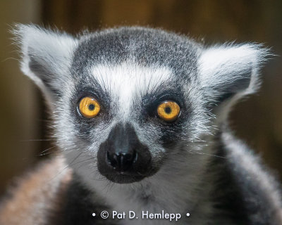Lemur eyes