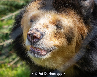 Andean bear