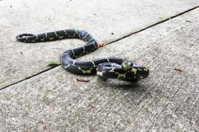 13 Young eastern king snake 7698