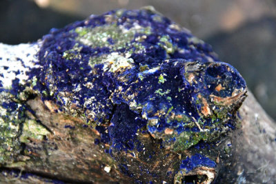 Cobalt Crust Fungus or Velvet Blue Spread - Terana caerulea 4964