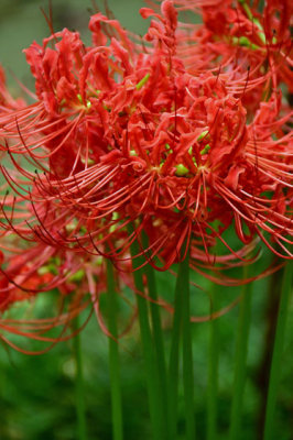 29 Red spider lilly - Lycoris radiata 5915