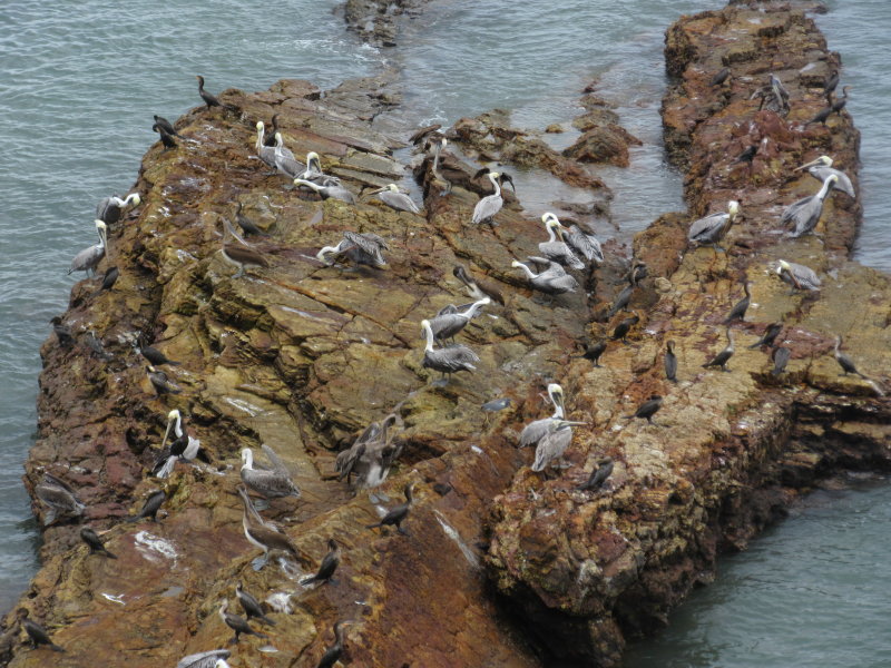 Pelicans and cormorants