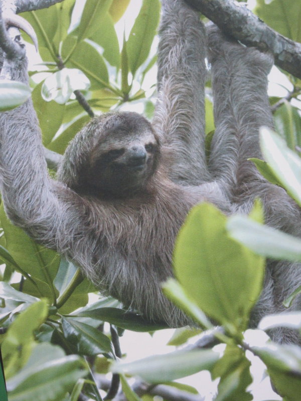 Hanging sloth
