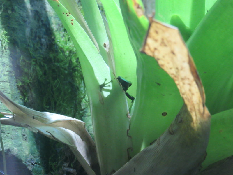 Frog peeking out
