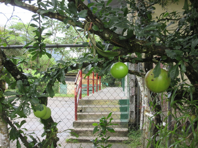 Calaboza fruit - used for gourds