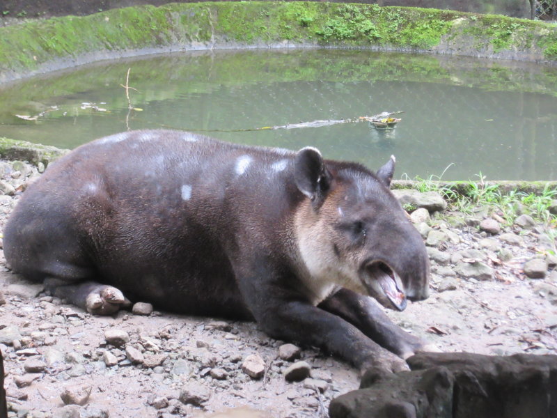Tapir