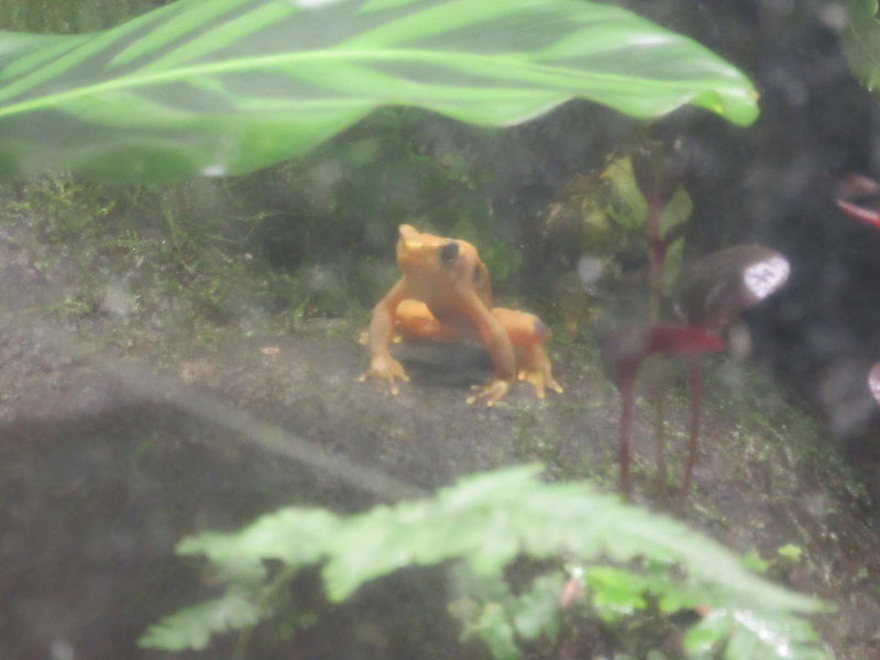 Golden frog