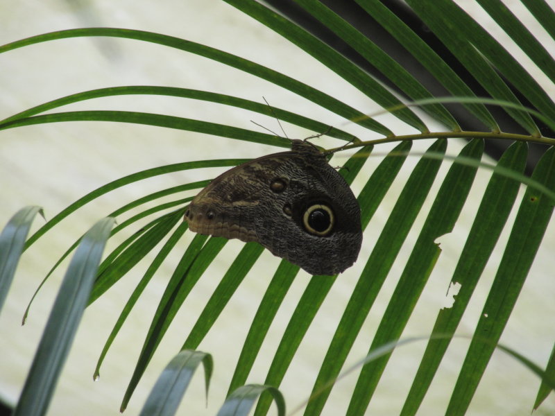 Owl butterfly
