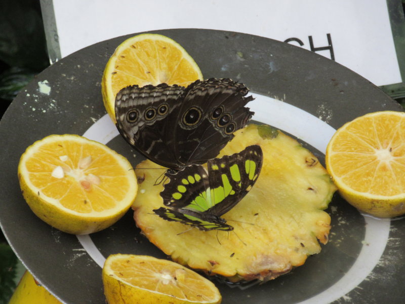 Butterfly haven