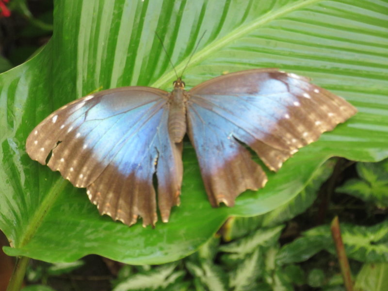 Blue morpho butterfly