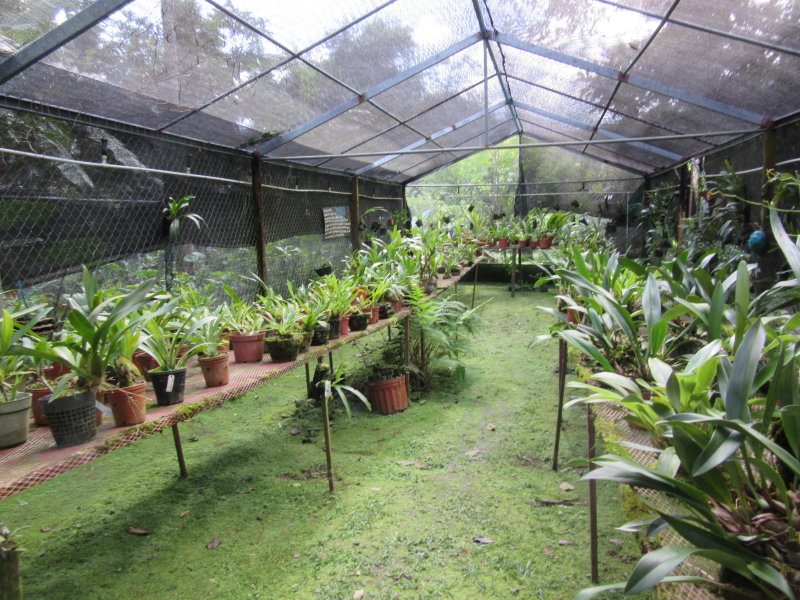 Orchid Garden
