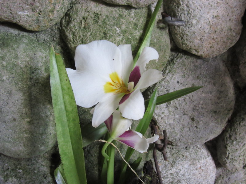 Orchid