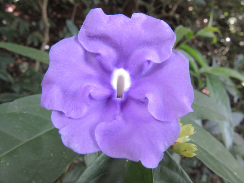 Flower on trail