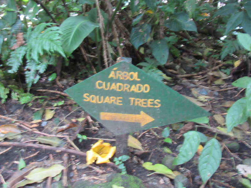 In case you miss them - signs to the trees