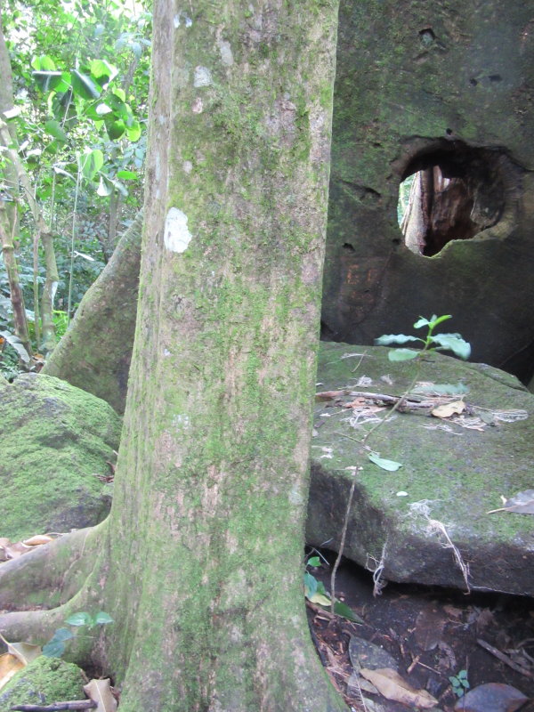 A square-trunked tree