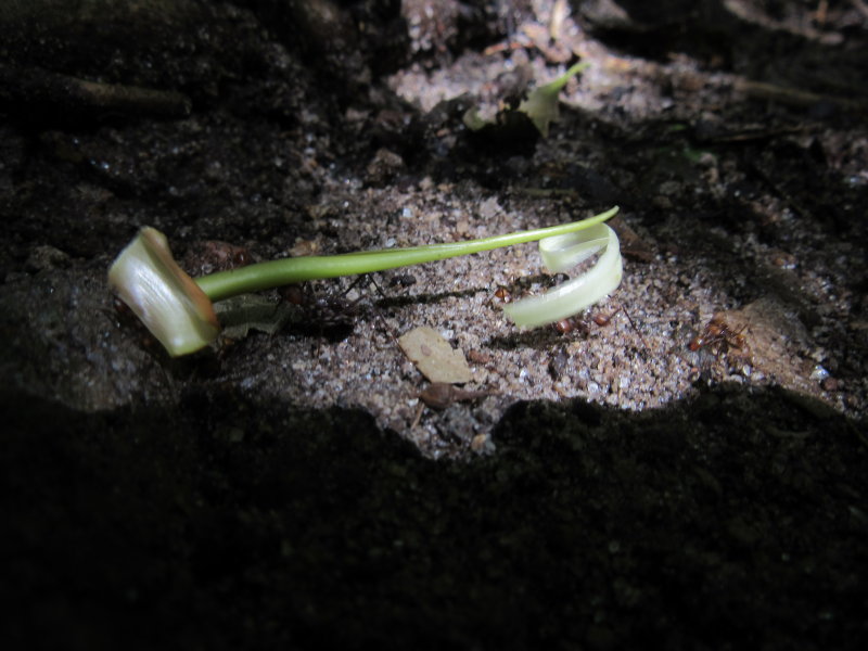 Leaf cutter ants