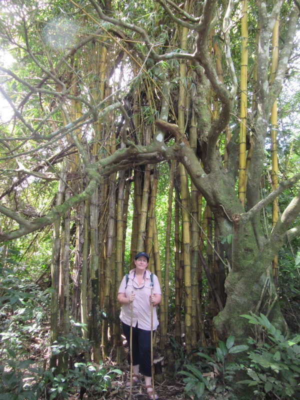 Bamboo
