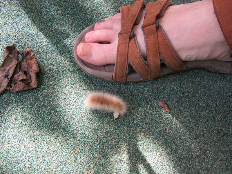 Furry caterpillar