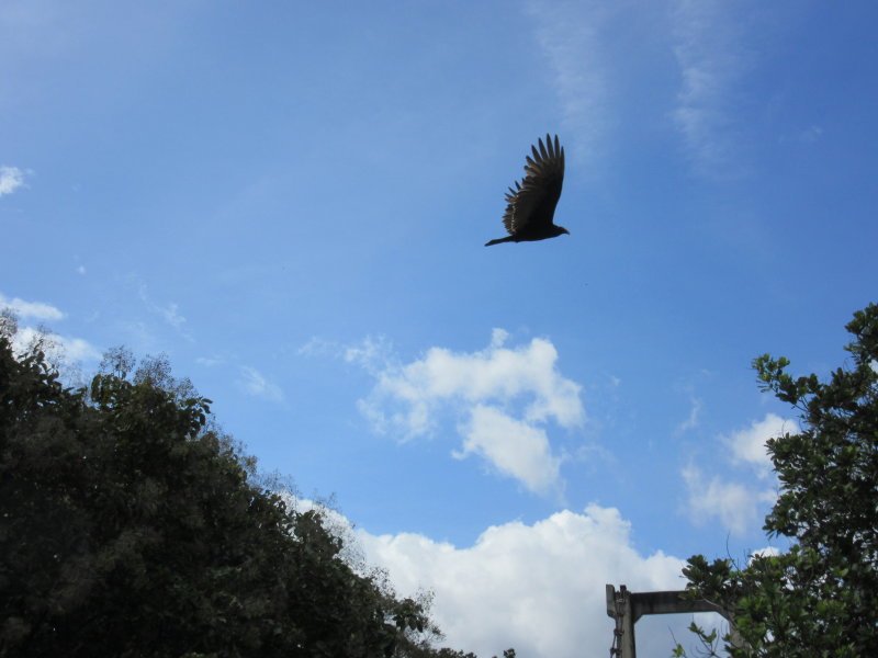 Soaring bird