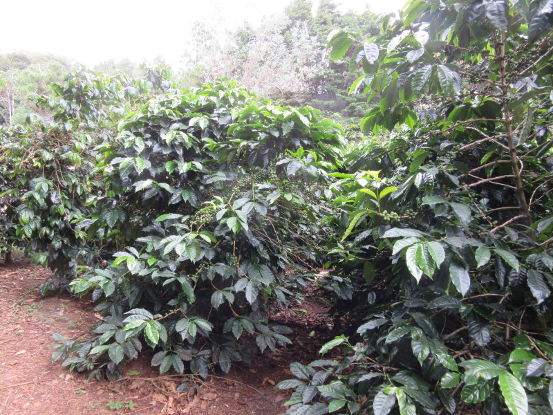 Coffee bushes