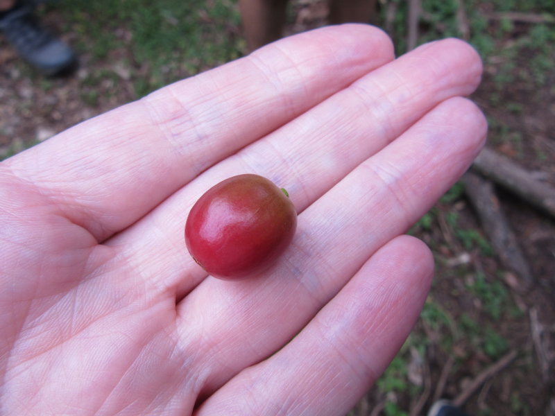 Ready to be picked