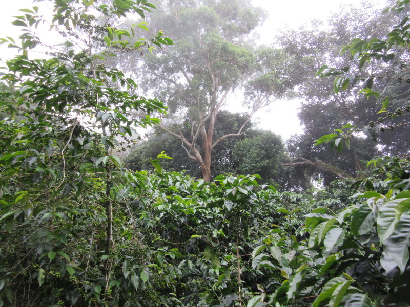 Cloud forest - mist rolls in