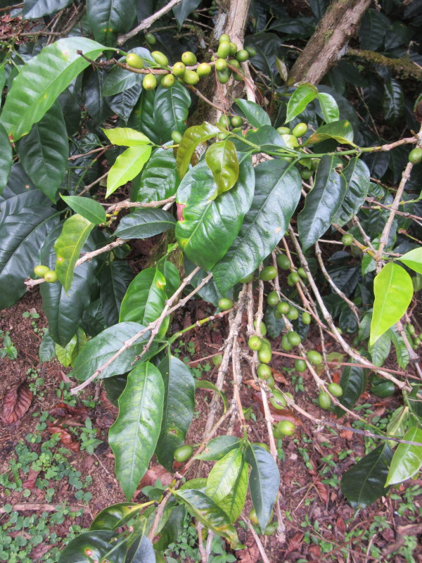 Geisha varietal - gourmet coffee