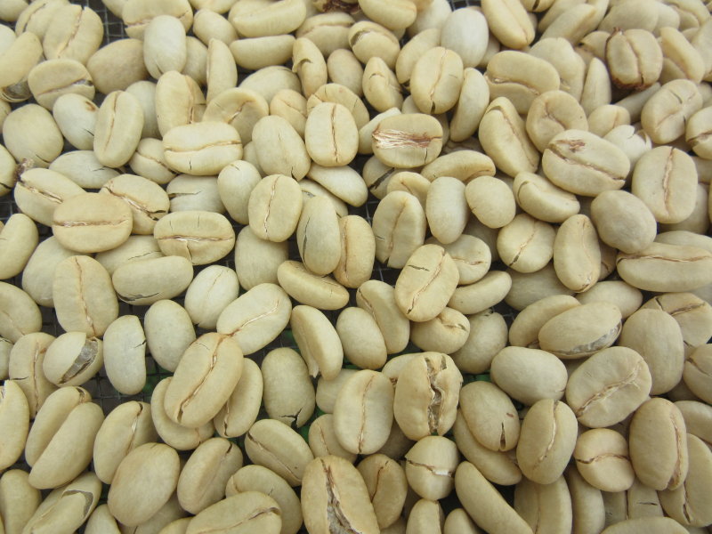 Beans up close