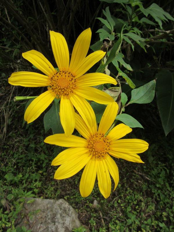 Yellow flower related to the sunflower