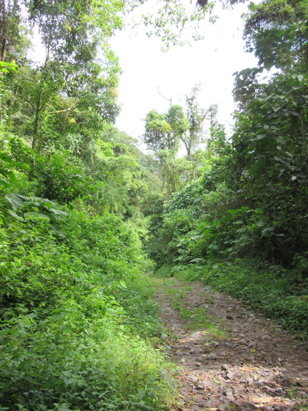 The trail