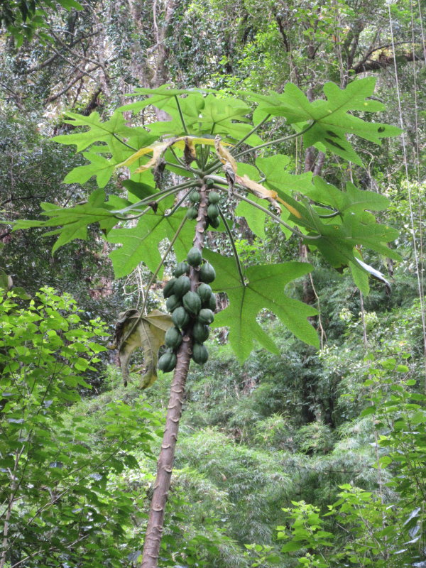 Mountain papaya