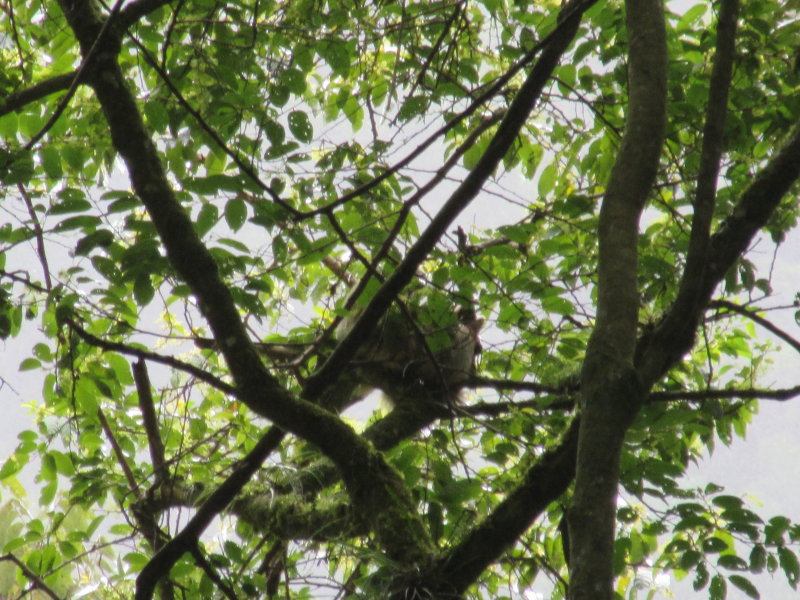 A sloth way up high