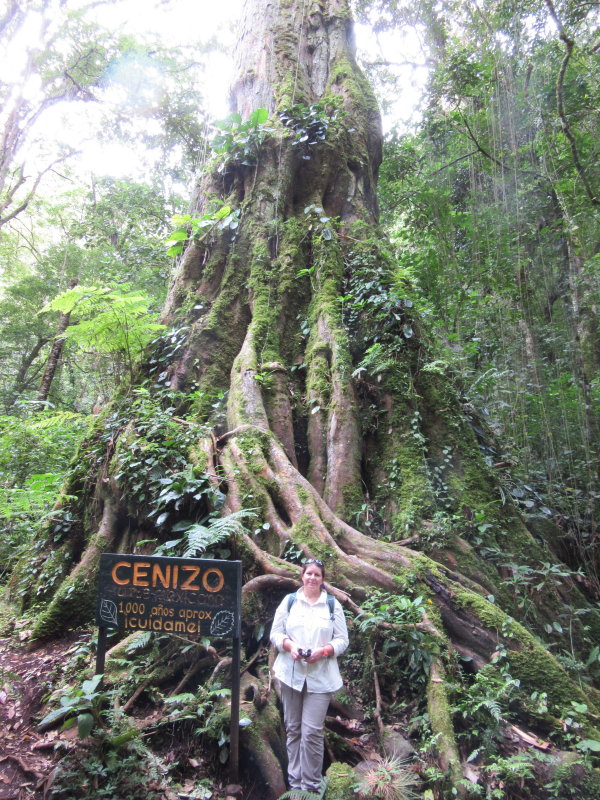 1000 year old tree and 53 year old Jackie