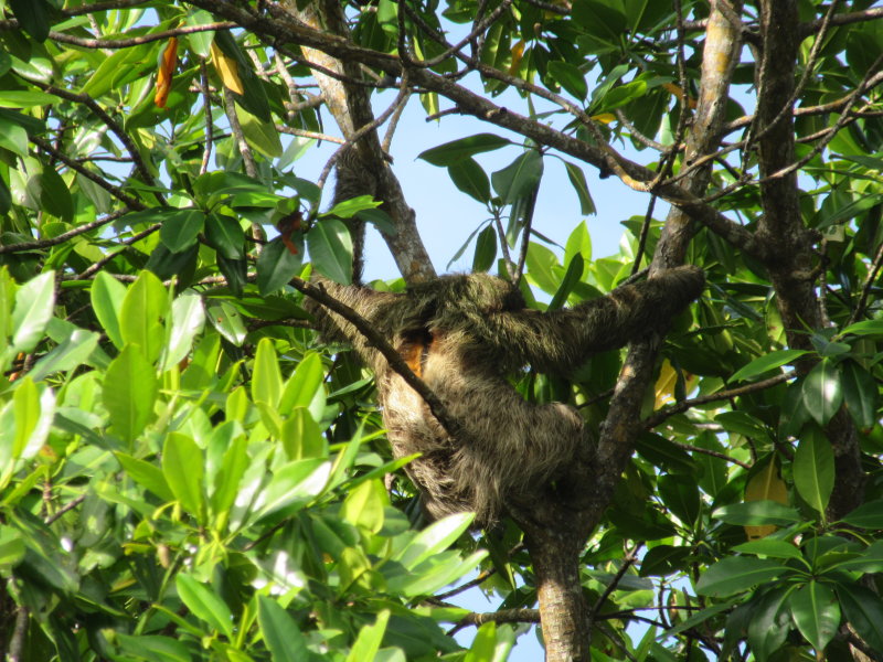 Sloth on a little island