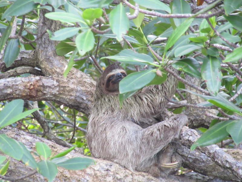 Sloth - such a cute face