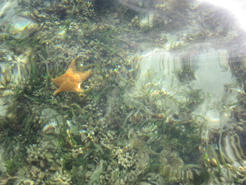 Hollywood - starfish
