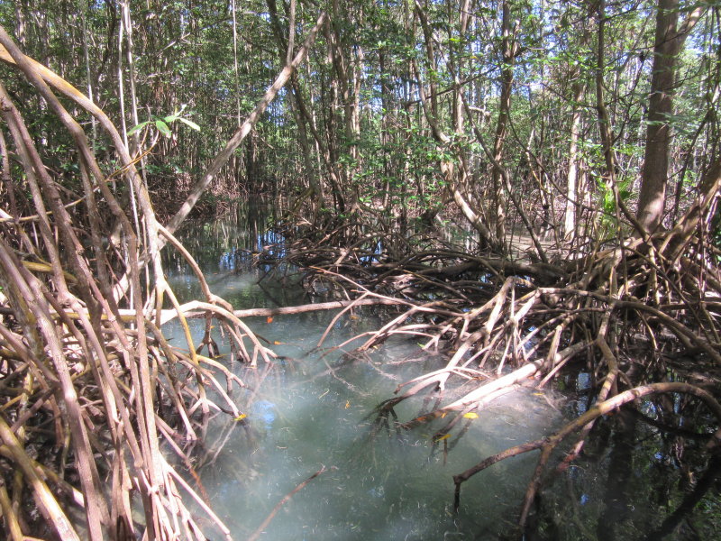 Pass mangroves