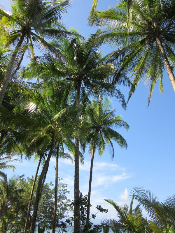 Tall coconut palm trees